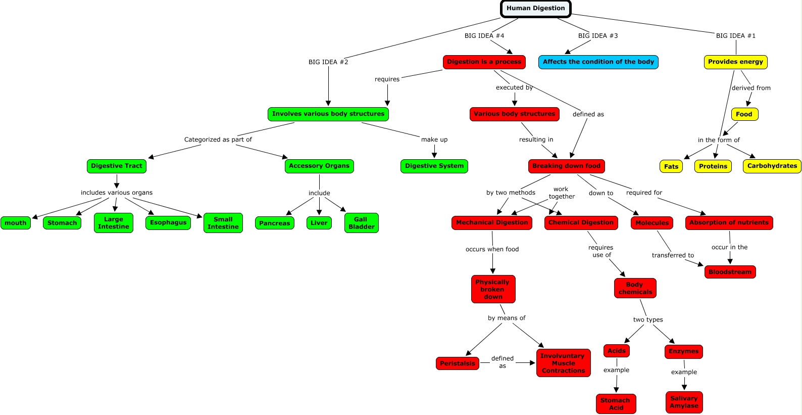 Digestion Cmap Draft 2 - Orozco, Mauricio - What are the essential